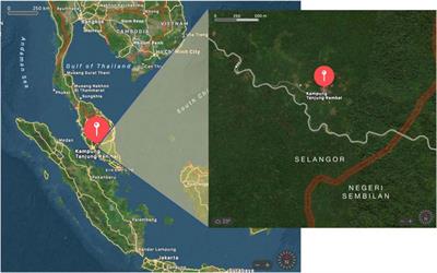 Exploring the relevance of engaging the Orang Asli in Malaysia’s forest management